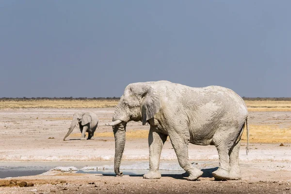 Afrikai Elefántok Piszkos Fehér Agyagból Nebrowni Víznyelőnél Etosha Nemzeti Park — Stock Fotó