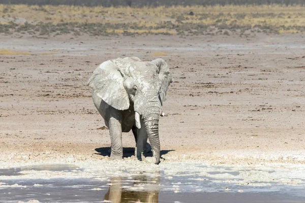 Elefante Con Colmillo Roto Tomando Baño Barro Pozo Agua Nebrowni — Foto de Stock