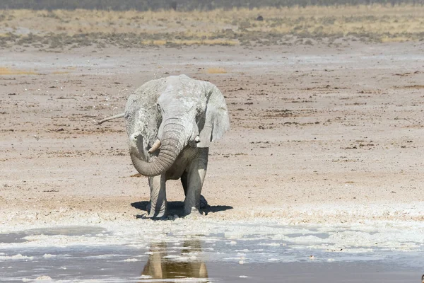 Elefánt Törött Agyarakkal Sárfürdőzés Etosha Nemzeti Park Nebrowni Víznyelőjében Namíbia — Stock Fotó