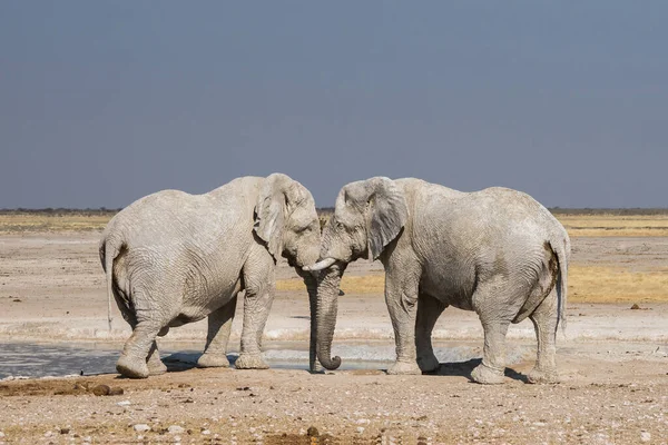 Etosha Ulusal Parkı Namibya Daki Nebrownii Birikintisinde Iki Afrika Fili — Stok fotoğraf