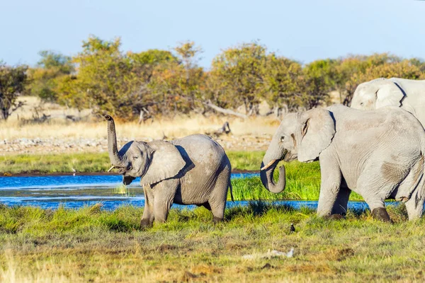 Baba Elefánt Emelni Törzs Szülők Rietfontein Víznyelő Etosha Nemzeti Park — Stock Fotó