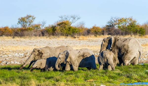 Afrikai Elefántok Családja Buja Zöld Füvet Eszik Rietfontein Víznyelőben Etosha — Stock Fotó