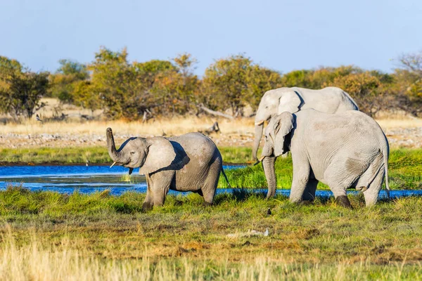 Baba Afrikai Elefánt Szüleivel Rietfontein Víznyelő Etosha Nemzeti Park Namíbia — Stock Fotó