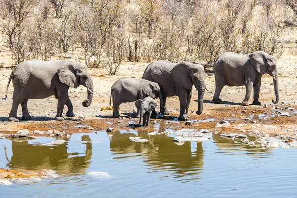 Etosha Ulusal Parkı Ndaki Moringa Birikintisinde Afrika Filleri Ailesi Namibya — Stok fotoğraf
