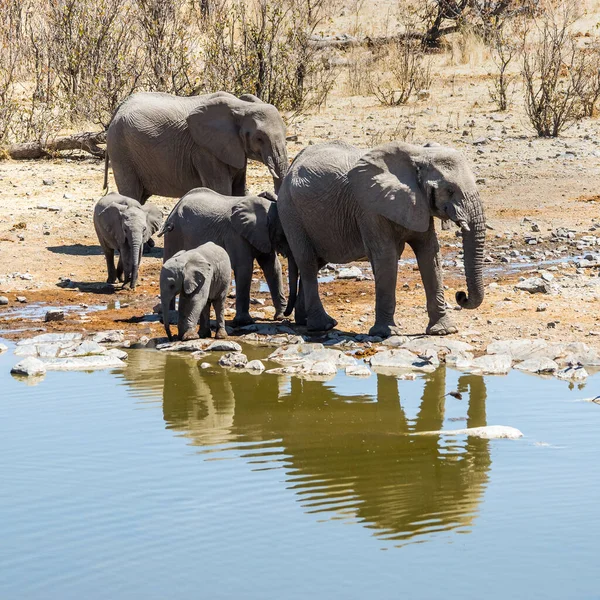 Afrikai Elefántok Családja Moringa Víznyelőnél Etosha Nemzeti Parkban Namíbia Afrika — Stock Fotó