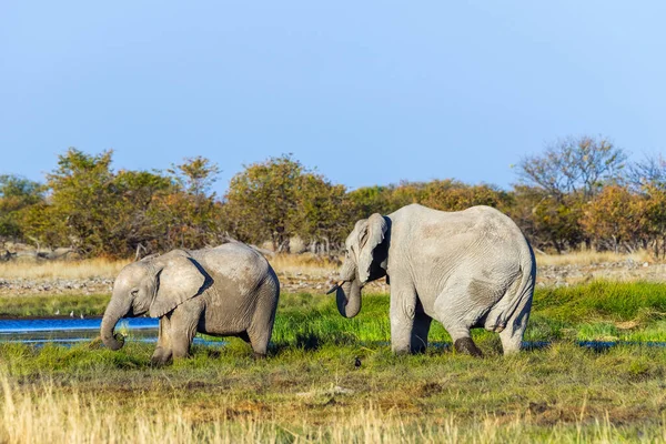 Két Etető Afrikai Elefánt Rietfontein Víznyelőnél Etosha Nemzeti Parkban Namíbiában — Stock Fotó