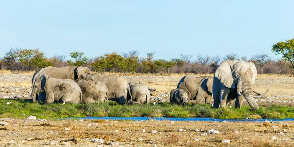 Herd African Elephants Eating Lush Green Grass Rietfontein Waterhole Etosha — Stock Photo, Image