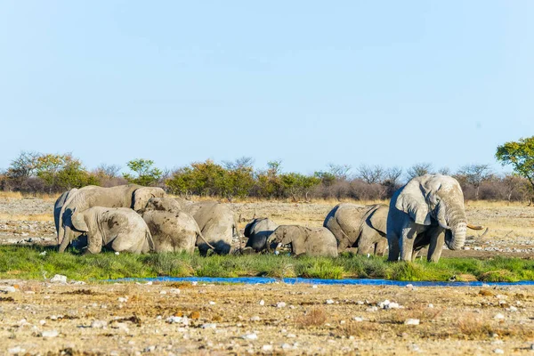 Родина Африканських Слонів Їсть Буйну Зелену Траву Рітфонтейн Водоймі Національному — стокове фото
