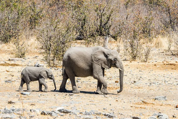Elefante Bebé Sigue Una Madre Parque Nacional Etosha Namibia — Foto de Stock