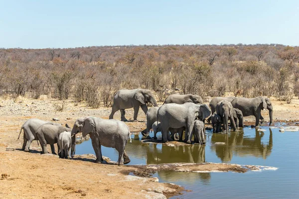 Afrikai Elefántok Családja Moringa Víznyelőjében Egy Napos Téli Nappal Etosha — Stock Fotó