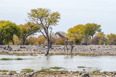 Erkek zürafa, Etosha Ulusal Parkı, Namibya 'daki Goas su birikintisinde yürüyor.