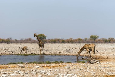 Etosha Ulusal Parkı, Namibya 'daki Rietfontein su birikintisinde duran 3 zürafa..