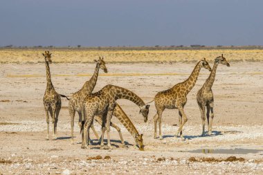 Etosha Ulusal Parkı, Namibya 'daki su birikintisinde duran bir grup zürafa..
