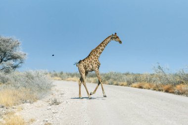 Angolan zürafası (Giraffa camelopardalis) Namibya 'daki Etosha ulusal parkının savanındaki çakıllı yolda koşuyor..