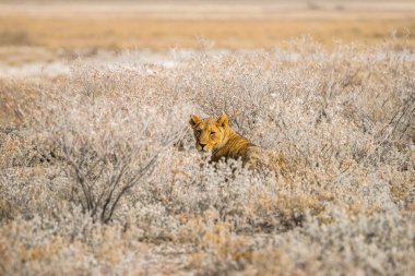 Dişi aslan çalılıklarda pusuya yatmış. Afrika, Namibya 'daki Etosha Ulusal Parkı