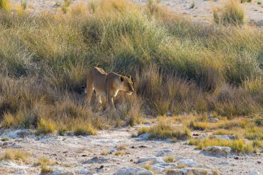 Yalnız dişi aslan, Etosha Ulusal Parkı, Namibya 'da uzun otların arasından yürür..