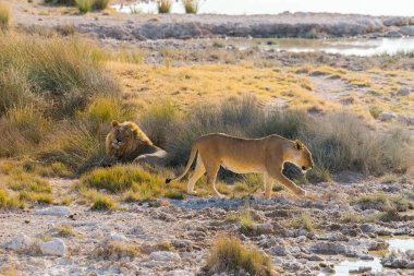 Namibya 'daki Etosha Milli Parkı' ndaki Chaurisab su birikintisinde oturan aslan ve yürüyen dişi aslan.