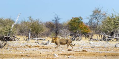 Aslan Afrika savanasında yürüyor. Etosha Milli Parkı, Namibya.