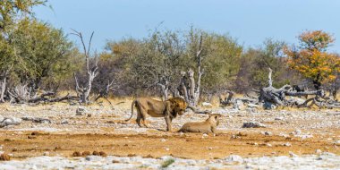 Afrika 'nın kurak ovalarında bir çift aslan. Etosha Milli Parkı, Namibya.