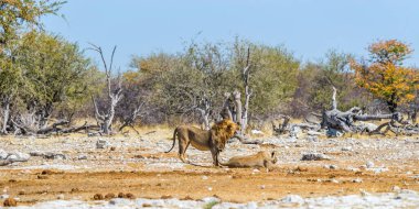Afrika 'nın kurak ovalarında bir çift aslan. Etosha Milli Parkı, Namibya.