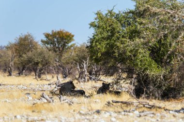 Namibya 'daki Etosha Ulusal Parkı' nda ağacın altında dinlenen iki aslan..