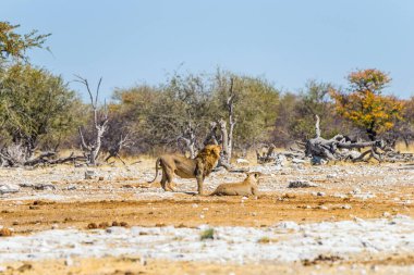 Afrika 'nın kurak ovalarında bir çift aslan. Etosha Milli Parkı, Namibya.
