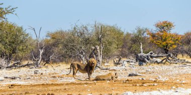 Afrika 'nın kurak ovalarında bir çift aslan. Etosha Milli Parkı, Namibya.