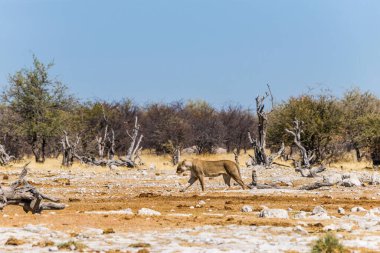 Etosha Ulusal Parkı 'nda yürüyen dişi aslan.