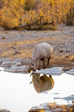 Akşamları Moringa 'daki su birikintisinde (Halali kampı) Siyah Gergedan içiyor. Etosha Milli Parkı, Namibya.