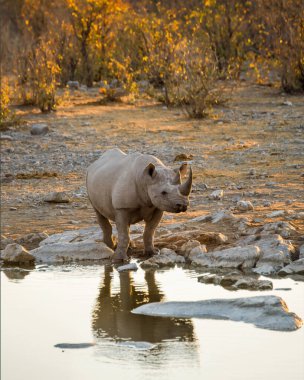 Akşamları Moringa 'daki su birikintisinde (Halali kampı) Siyah Gergedan içiyor. Etosha Milli Parkı, Namibya.