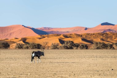 Yetişkin antilop kırmızı Sossusvlei kumuluna karşı duruyor. Namib Naukluft Ulusal Parkı, Namibya.