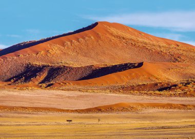 Güneşli bir sabahta çimlerle kaplı kırmızı kum tepeciği. Sossusvlei kumulları, Namib Naukluft Ulusal Parkı, Namibya.