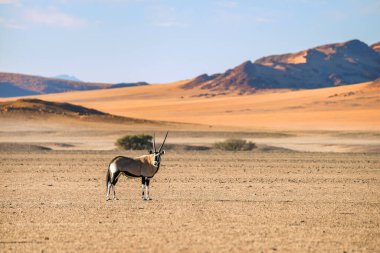Yetişkin antilop kırmızı Sossusvlei kumuluna karşı duruyor. Namib Naukluft Ulusal Parkı, Namibya.