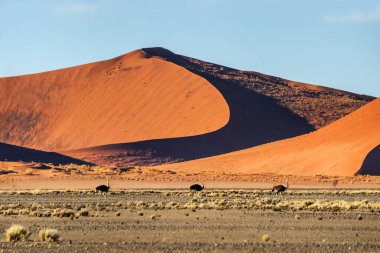 Devekuşları (Struth io Camelus) olan Sossusvlei kumulu.
