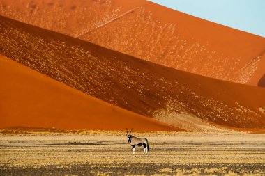 Yetişkin antilop kırmızı Sossusvlei kumuluna karşı duruyor. Namib Naukluft Ulusal Parkı, Namibya.