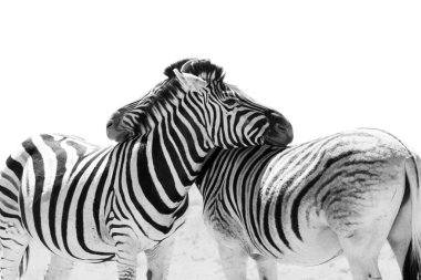 Birbirlerine aşık iki zebra. Etosha Milli Parkı, Namibya