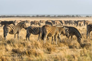 Çayırlarda gün batımında Burchell 'in zebra sürüsü (Equus quagga). Etosha Milli Parkı, Namibya