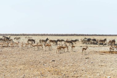 Etosha Ulusal Parkı 'ndaki bir su birikintisinde Springboks ve zebralar