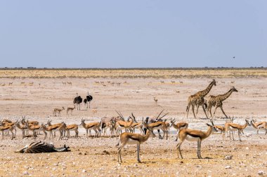 Etosha 'daki Nebrowni Su Çukuru' nda bir sürü farklı hayvan var. Zürafa, zebra, devekuşu, antilop ve Springfield dahil. Namibya, Afrika