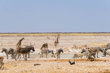 Etosha 'daki Nebrowni Su Çukuru' nda bir sürü farklı hayvan var. Zürafa, zebra ve yay boku da dahil. Namibya, Afrika
