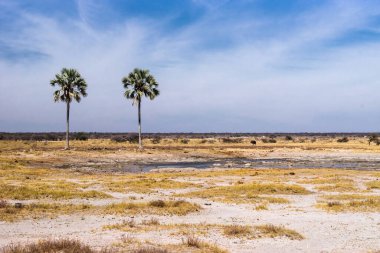 Etosha Ulusal Parkı 'ndaki Twee Palms su birikintisi. Namibya, Afrika.