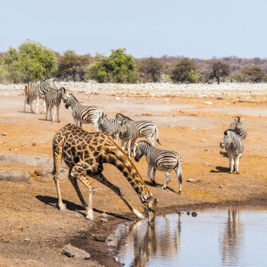Etosha Ulusal Parkı, Namibya 'daki su birikintisinde zürafa ve zebralar.