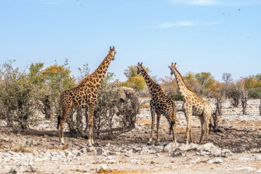 Etosha Ulusal Parkı, Namibya 'daki Kalkheuwel su birikintisi yakınlarındaki Afrika filine bakan üç zürafa..