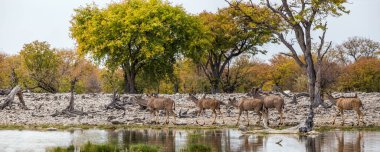 Etosha Ulusal Parkı, Namibya 'daki su birikintisinde yürüyen Büyük Kudu sürüsünün panoramik görüntüsü.