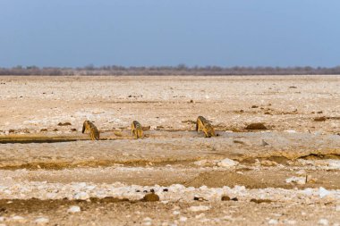 Suni Gemsbokvlakte su birikintisinde gün batımından önce içen üç kara sırtlı çakal. Etosha Milli Parkı, Namibya.