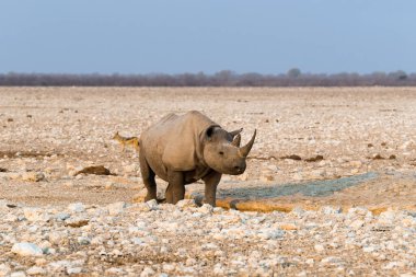 Yapay Gemsbokvlakte su birikintisinde günbatımından önce yalnız siyah (kanca dudaklı) gergedan duruyor. Etosha Milli Parkı, Namibya.