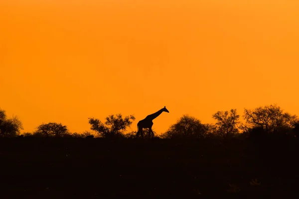 Silhouette Girafe Avec Coucher Soleil Orange Soir Faune Contexte — Photo