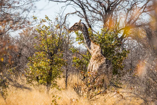 Girafa Angolana Giraffa Camelopardalis Mato Parque Nacional Etosha Namíbia — Fotografia de Stock