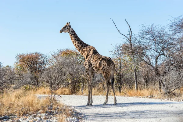 Girafa Angolana Giraffa Camelopardalis Atravessando Estrada Cascalho Savana Parque Nacional — Fotografia de Stock