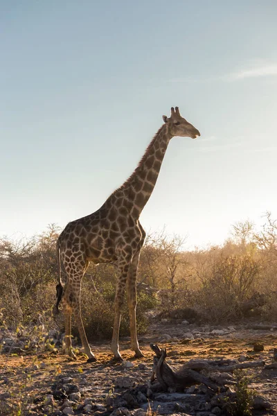 Girafa Mato Pôr Sol Parque Nacional Etosha Namíbia — Fotografia de Stock